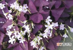 【生长】紫叶酢浆草的栽种知识：生态习性和对生长环境的要求