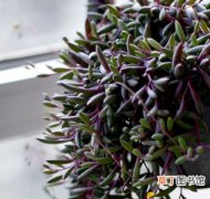 【植物】紫玄月是一种什么植物？紫玄月的别称和简介