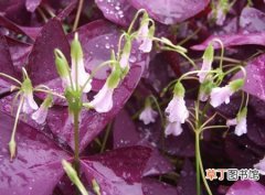 【繁殖】紫叶酢浆草怎么繁殖？紫叶酢浆草的繁殖方法介绍