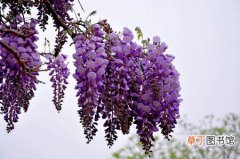 【花卉】紫藤是一种什么花卉植物？紫藤的花期、别名及简介