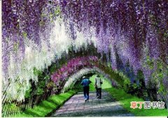 【种植】紫藤花的种植养殖知识：紫藤花的常见病虫害及防治方法