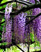 【价值】紫藤的观赏价值和园林用途
