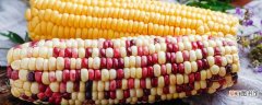 彩色玉米是转基因吗 彩色玉米的品种有哪些