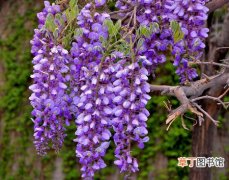 【繁殖】紫藤怎么繁殖？紫藤的繁殖方法介绍