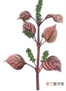 【植物】关于紫苏的植物学史和文献记载