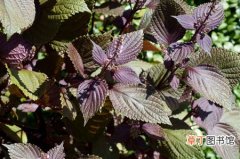 【品种】紫苏的品种种类有哪些？紫苏的常见栽培品种介绍