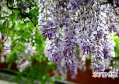 【植物】紫藤花是一种什么植物？紫藤花图片及简介