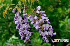 【种植】紫藤在我国的分布区域和种植区域介绍