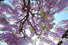 【树】紫藤树是什么样子的？紫藤树图片及简介