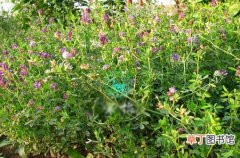【价值】牧草紫苜蓿的营养价值和畜牧业应用