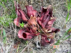 【生长】紫瓶子草的生态习性和生长环境要求
