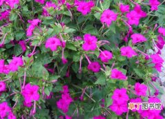 【花卉】紫茉莉是一种什么花卉植物？紫茉莉的花期、别名及简介