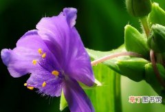 【价值】紫露草的观赏价值和园林用途