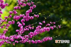 【树】种植紫荆树的病虫害防治知识