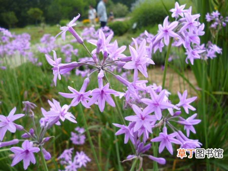 【花】种植紫娇花的病虫害防治知识