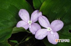 【花】姜科山奈属植物——紫花山奈简介