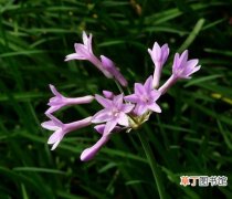 【植物】紫娇花是一种什么花卉植物？紫娇花的花期、别名及简介