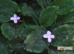 【图片】紫花山柰图片：紫花山柰的形态特征介绍