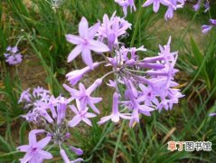 【作用】紫娇花的作用和用途：观赏价值和园林作用