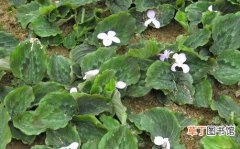 【生长】紫花山柰的生态习性和对生长环境的要求