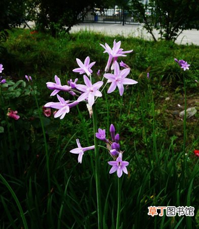 【生长】紫娇花的栽种知识：紫娇花的生态习性和对生长环境的要求