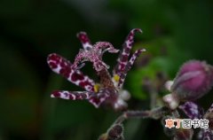【生长】紫海葱的生态习性和对生长环境的要求