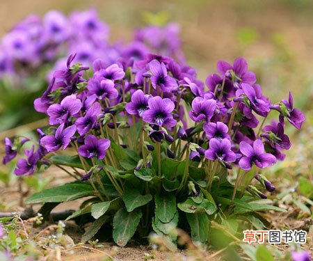 【图片】紫花地丁图片：紫花地丁的形态特征介绍