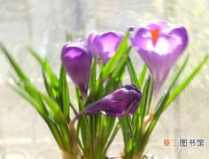 【图片】紫番红花是什么样子的？紫番红花图片及形态特征介绍