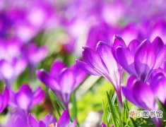 【番红花】种植紫番红花的病虫害防治知识