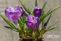 【花卉】紫番红花是一种什么花卉植物？紫番红花的花期、别名及简介