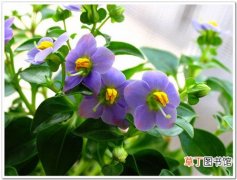 【植物】紫芳草是一种什么花卉植物？紫芳草的花期、别名及简介