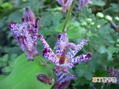 【植物】紫海葱是一种什么植物？紫海葱的别名及简介