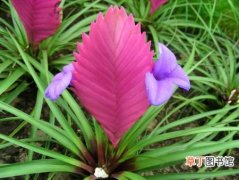 【品种】紫凤梨花有哪些品种？紫凤梨的常见品种分类介绍