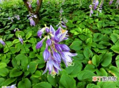 【植物】紫萼是一种什么花卉植物？紫萼的花期、别名及简介