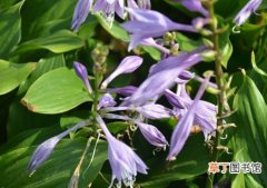 【植物】花卉植物紫萼图片：紫萼的形态特征介绍