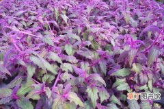 【栽培】紫鹅绒的种植方法和栽培技术