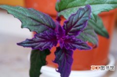 【图片】植物紫鹅绒图片：紫鹅绒的形态特征介绍