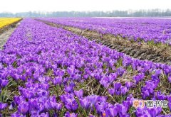 【繁殖】紫番红花怎么繁殖？紫番红花的繁殖方法介绍