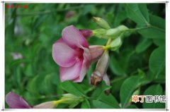 【价值】藤本花卉紫蝉花的观赏价值和园林作用介绍