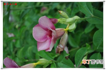 【价值】藤本花卉紫蝉花的观赏价值和园林作用介绍