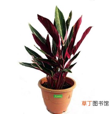 【植物】紫背竹芋是一种什么植物？紫背竹芋的别名及简介