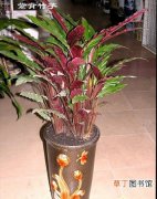 【生长】紫背竹芋怎么养？紫背竹芋的生态习性和对生长环境的要求
