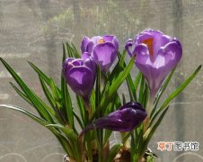 【生长】紫番红花的栽种知识：紫番红花的生态习性和对生长环境的要求