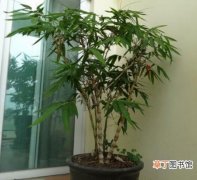 【竹子】盆栽竹子怎么养？竹子盆栽的养殖方法和注意事项