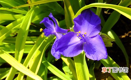 【常见】紫露草的常见品种有哪些？