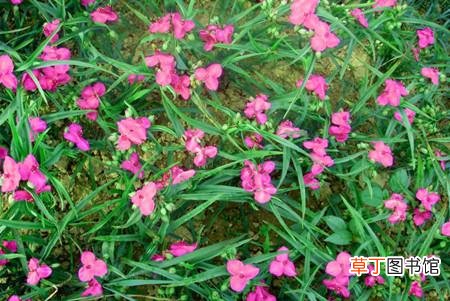 【常见】紫露草的常见品种有哪些？