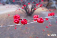 【方法】如何使冬红在圣诞开花有哪些方法？