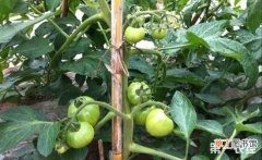 【种植】番茄种植想种好要注意哪些事情？