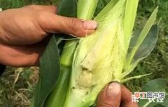 【原因】玉米不结棒的原因有哪些？