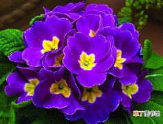 【紫色】紫罗兰为什么是紫色的，紫罗兰特点有哪些？